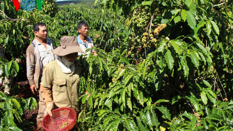 Đắk Lắk: Cà phê mất mùa rớt giá