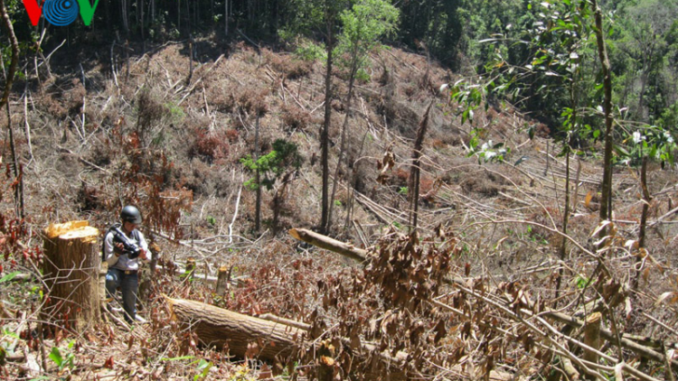 Gia Lai : Nóng- tham nhũng quản lý, bảo vệ rừng