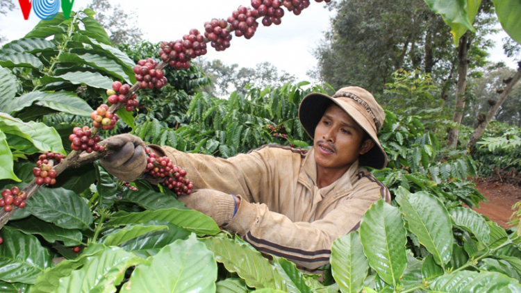 Lâm Đồng phát triển diện tích cà phê theo chuỗi nông sản toàn cầu
