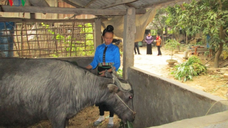 Quảng Ninh: chống rét cho đàn vật nuôi