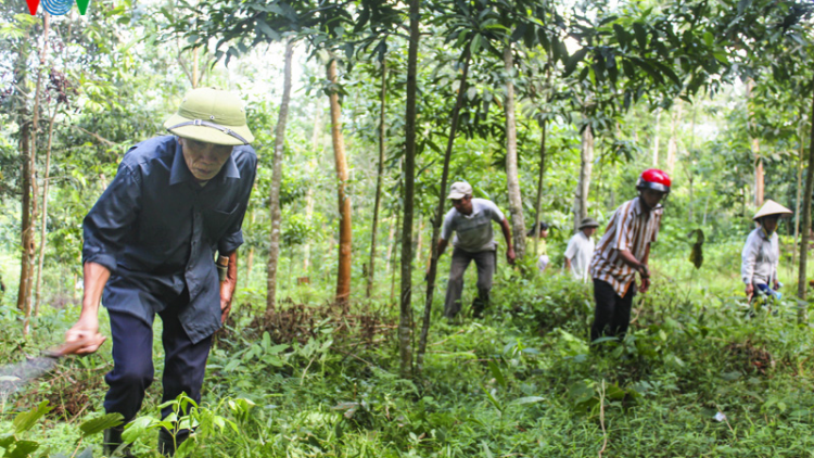 Điện Biên: thiếu vốn trồng rừng phòng hộ