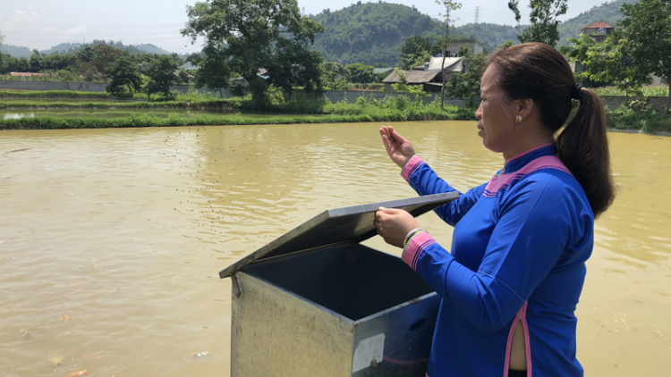 Lào Cai: Người phụ nữ vùng cao “gieo tiền tỷ”