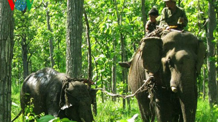 Đồng Nai: Thiếu hàng rào điện, voi rừng lại về phá phách