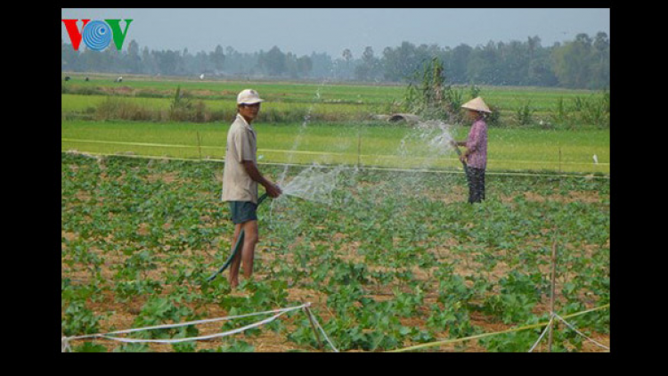 Đắk Lắk: cây trồng bị hạn giữa mùa mưa