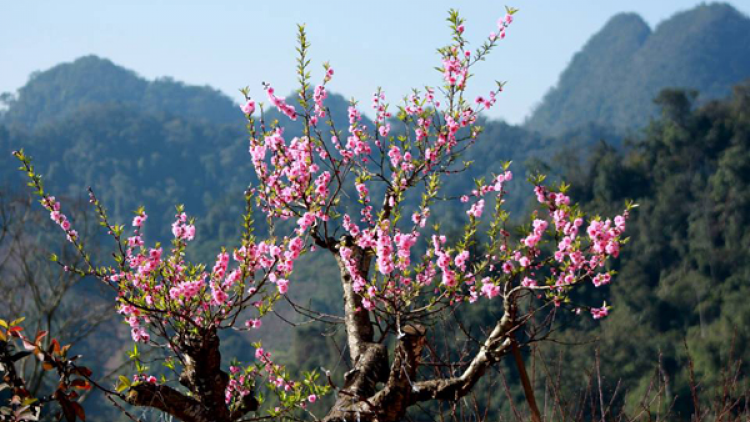 Mùa xuân: Bản hội, bản hoa