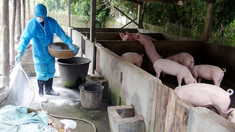 Phòng chống dịch tả lợn Châu Phi bùng phát