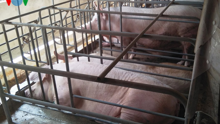Kon Tum: Bùng phát nhiều ổ dịch lở mồm long móng trên đàn lợn và cúm gia cầm