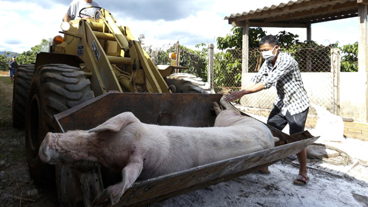 Lâm Đồng thiệt hại hơn 156 tỷ đồng vì dịch tả lợn Châu Phi