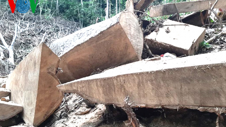 Đắk Lắk: Tàn sát rừng trong Khu bảo tồn thiên nhiên