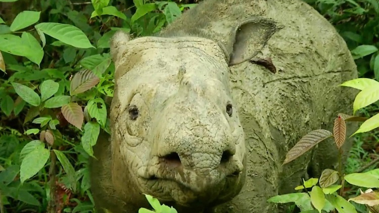 Malaysia:  Tê giác Sumatra tuyệt chủng
