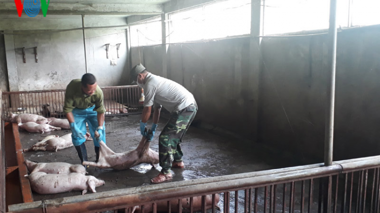 Hà Nội: Dịch tả lợn châu Phi “phủ” khắp các quận, huyện