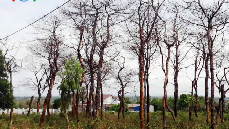Gia Lai: Gần 600 cây thông hơn 40 năm tuổi bị huỷ hoại