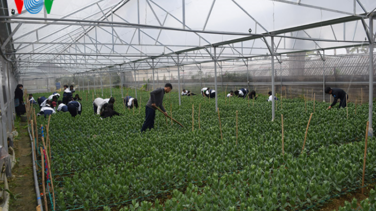 Lâm Đồng: Khi học sinh học làm nông nghiệp công nghệ cao
