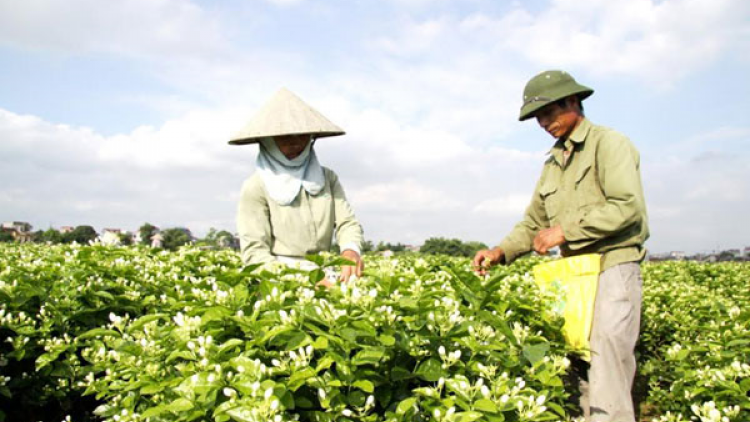 Điểm tựa giúp nông dân Trà Vinh mở rộng liên kết sản xuất
