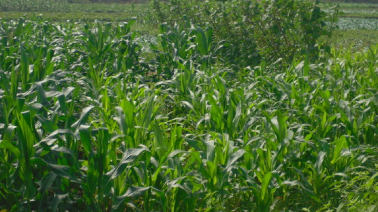 Quỹ hỗ trợ nông dân - "Bà đỡ" của các mô hình kinh tế mới ở Nguyên Bình