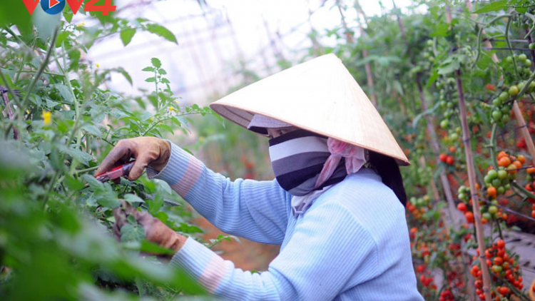 Khó khăn vay vốn sản xuất nông nghiệp công nghệ cao ở Lâm Đồng
