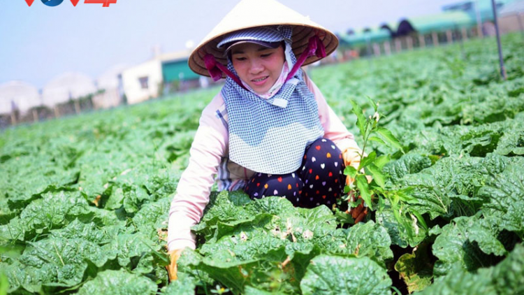 Lâm Đồng liên kết sản xuất nâng cao giá trị nông sản