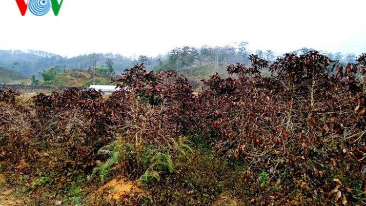 Hàng trăm héc ta cà phê ở Lâm Đồng mất trắng vì sương muối