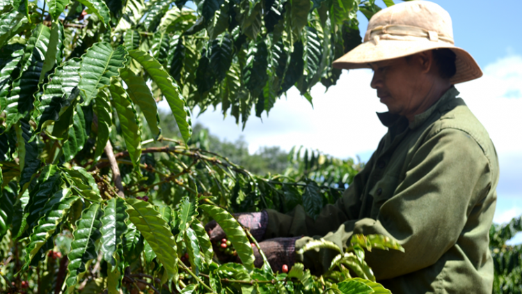 Sản xuất cà phê ở Kon Tum trước tình trạng biến đổi khí hậu