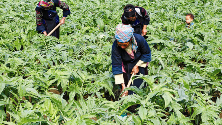 Lào Cai: thu nhập hàng trăm triệu đồng từ trồng dược liệu