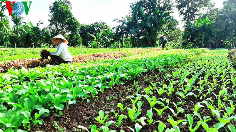 Đắk Lắk: nhiều mô hình khởi nghiệp từ nông nghiệp sạch