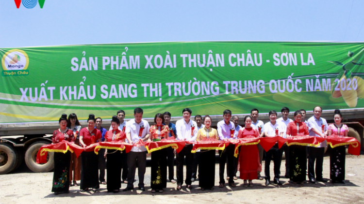 Nông dân Thuận Châu phấn khởi xuất khẩu xoài sang Trung Quốc