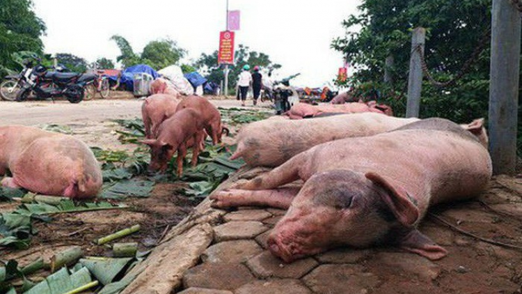 Tái phát bệnh dịch tả lợn Châu Phi ở huyện Phù Yên (Sơn La)