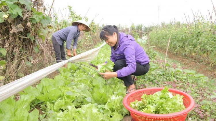 Tái cơ cấu ngành nông nghiệp theo hướng nâng cao giá trị gia tăng và phát triển bền vững ở Sơn La