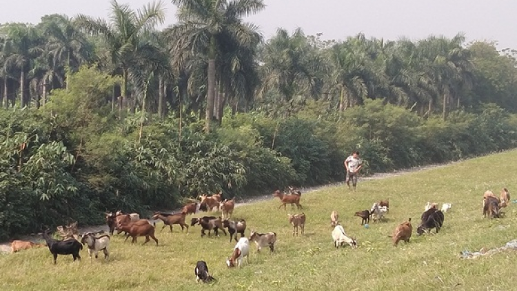 Hiệu quả của quỹ hỗ trợ nông dân ở Hòa Khánh (Đak Lak)