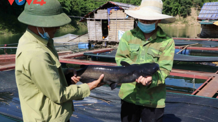 Lai Châu hỗ trợ nông dân tiêu thụ cá lồng trên lòng hồ thủy điện