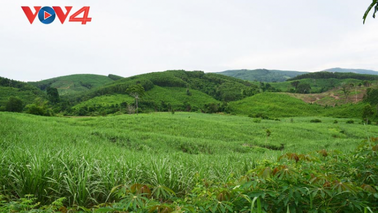 Phát triển cây mía vùng miền núi Phú Yên