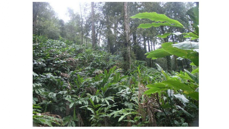 Trồng dược liệu dưới tán cây ăn quả -  cách “Lấy ngắn nuôi dài” hiệu quả ở vùng cao Lào Cai