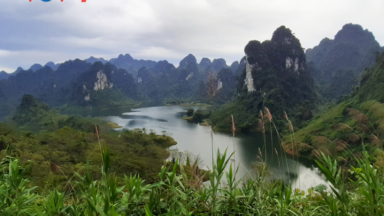 Tuyên Quang: Hưởng ứng Chương trình trồng 1 tỷ cây xanh