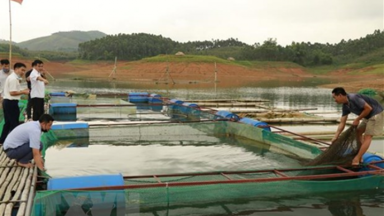 Phát triển nghề nuôi cá lồng trên lòng hồ thủy điện