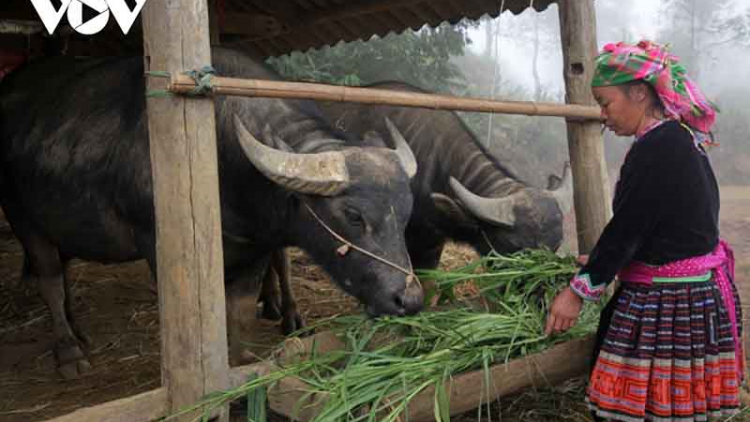 Lai Châu chủ động bảo vệ đàn gia súc trước rét hại