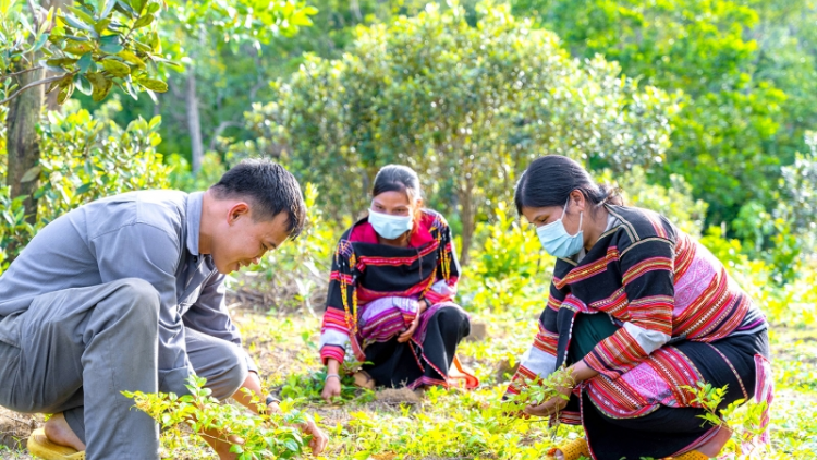 Bình Định: Bảo tồn cây dược liệu dưới tán rừng, tạo sinh kế cho đồng bào Ba Na
