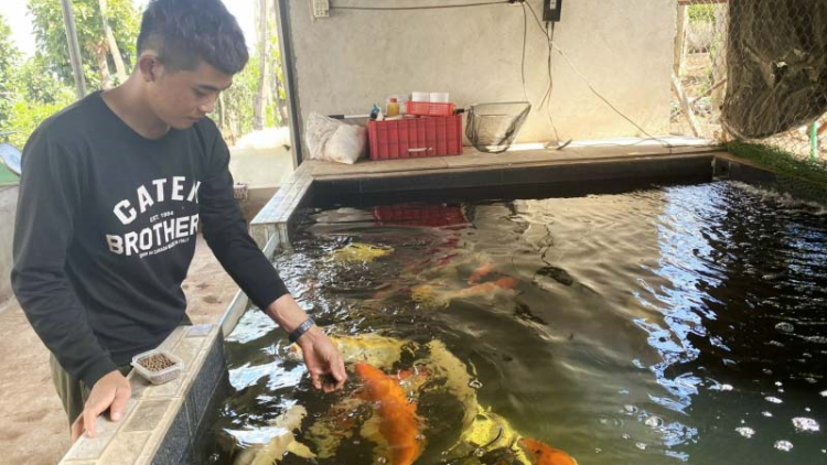 Chàng thanh niên phố núi kiếm tiền tỷ mỗi năm từ nuôi cá Koi