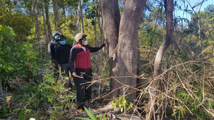 Mang Yang: Cộng đồng tích cực quản lý, bảo vệ rừng