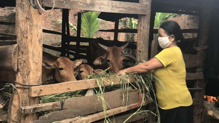 “Ngân hàng bò” giúp hộ nghèo ở Buôn Ma Thuột vượt khó