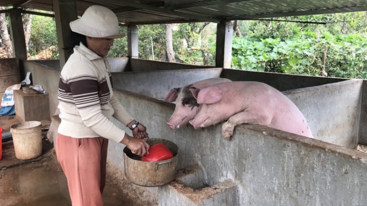 Đắk Lắk: Người chăn nuôi chật vật trong cơn bão giá