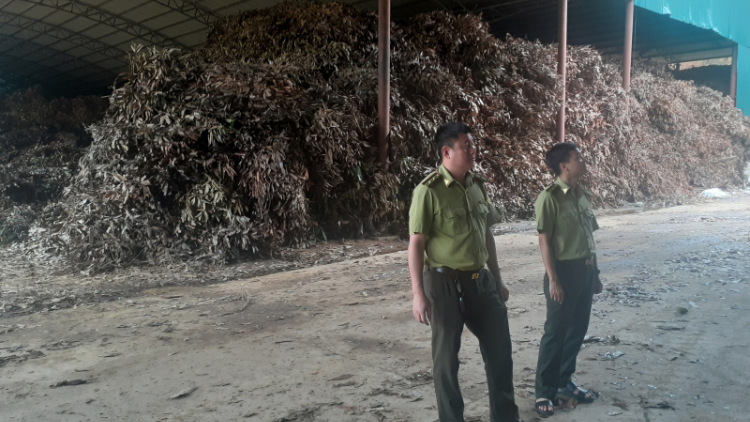 Về vùng “thủ phủ” cây quế ở Lào cai