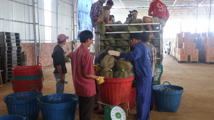 Đắk Lắk sẵn sàng đưa sầu riêng vươn ra thị trường quốc tế
