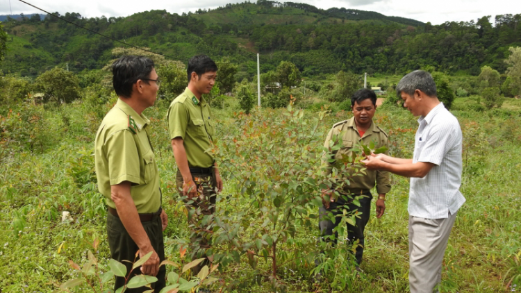 Động lực phát triển rừng ở Kon Tum