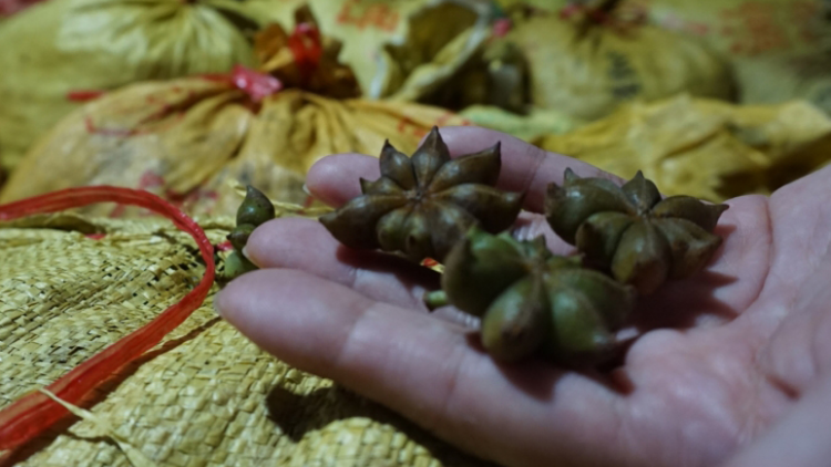 Lạng Sơn: Để cây Hồi phát triển bền vững
