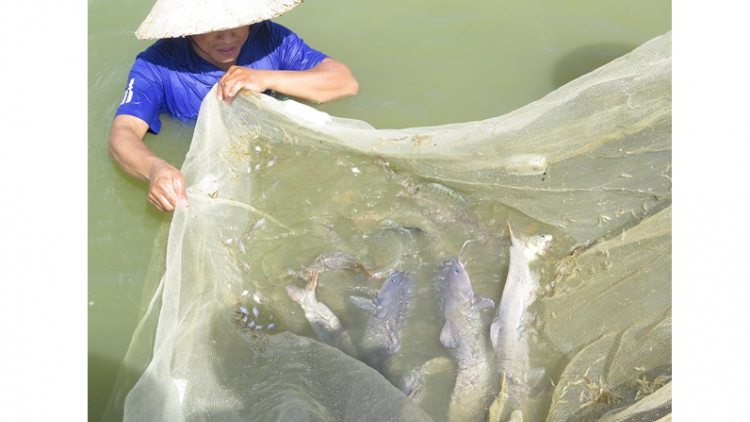 Anh Phạm Văn Hàn mở hướng phát triển kinh tế mới ở vùng cao với nghề nuôi cá quất