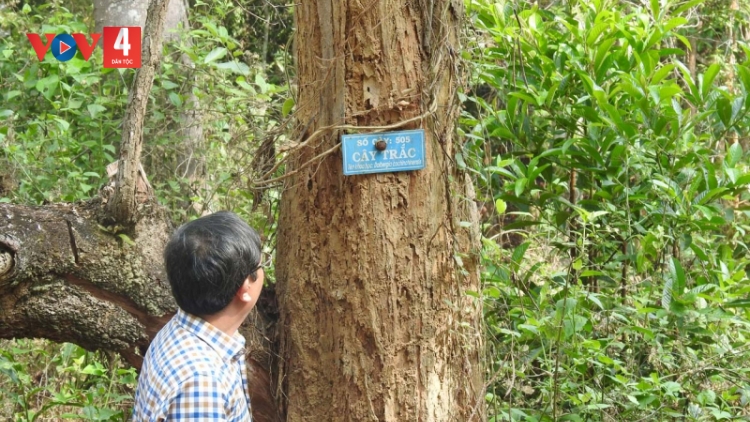 Kon Tum: Thách đố trong xử lý gỗ Trắc quý bị chết trong rừng đặc dụng