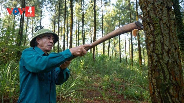 Quảng Ninh: Giữ rừng để thu nguồn lợi từ rừng