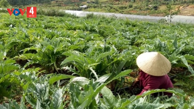 Lâm Đồng: Bà con dân tộc thoát nghèo nhờ liên kết trồng cây atiso