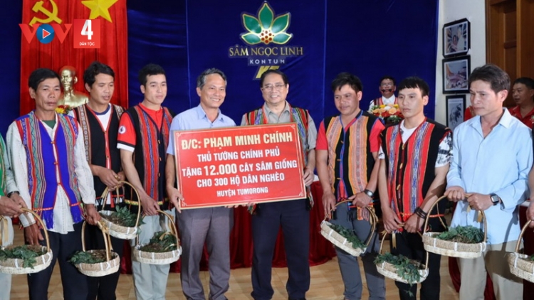 Huyện Tu Mơ Rông triển khai trồng 12.000 cây sâm Ngọc Linh Thủ tướng Chính phủ tặng hộ nghèo