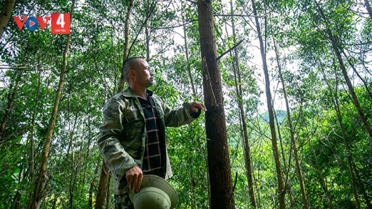 Trồng rừng gỗ lớn: Hướng làm giàu của người dân xã miền núi Đạp Thanh
